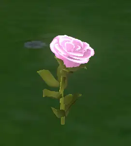 Aspecto Rose